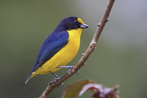 Violaceous Euphonia (Euphonia violacea) male, Atlantic rainforest, Brazil