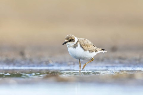Little Ringed Plover (Charadrius dubius) juvenile, North Rhine-Westphalia, Germany