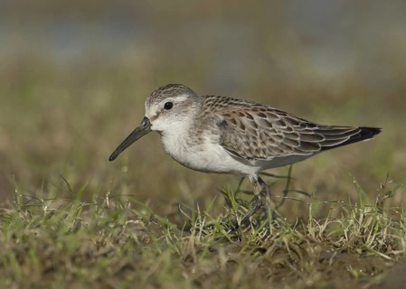 Western Sandpiper (Calidris mauri), Ohio, USA