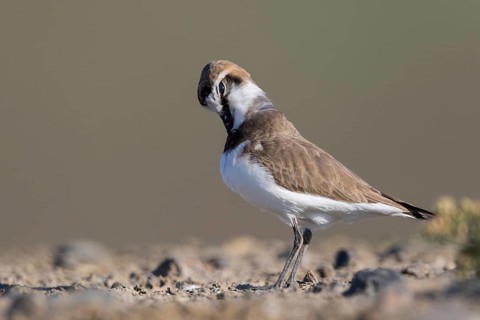 Kentish Plover (Charadrius alexandrinus) male preening, Lesvos, Greece