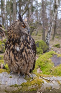 One Eurasian Eagle Owl, Bubo bubo, perched on a mossy log. Mossy rocks and a forest in the