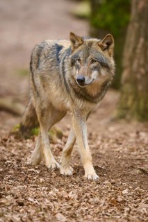 A growing wolf in the forest looks around attentively, Wolf (Canis Lupus), Germany