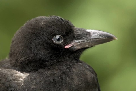 Carrion Crow (Corvus corone), North Rhine-Westphalia, Germany