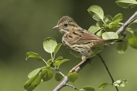 Song Sparrow (Melospiza melodia)