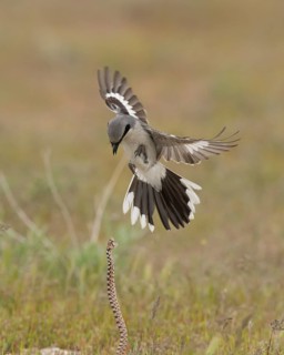 Loggerhead Shrike (Lanius ludovicianus), Utah, USA