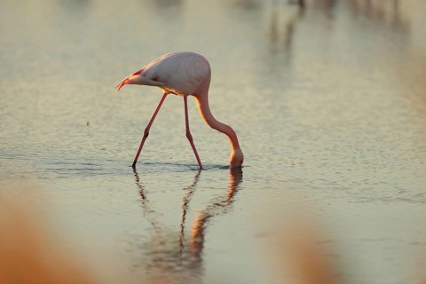 A pink flamingo showcases its vibrant colors while feeding in the shallow waters of the French