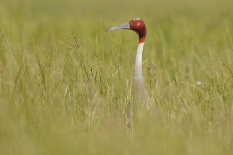 Sarus Crane (Antigone antigone), Keoladeo National Park, India