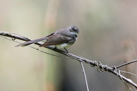 Grey Fantail (Rhipidura albiscapa) perched on a branch, Victoria, Australia