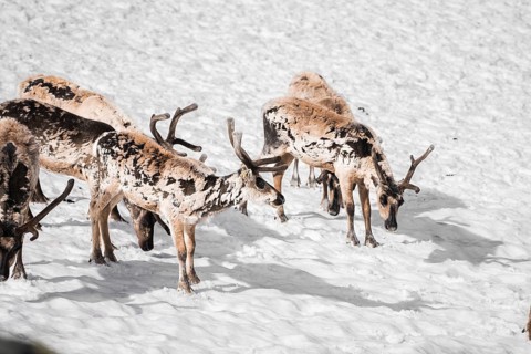 A group of reindeer, Rangifer tarandus, grazing on a snowy terrain in Norway Their striking fur