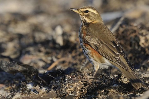 Redwing (Turdus iliacus), Hesse, Germany