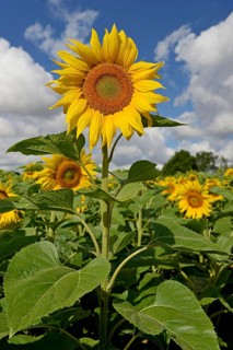 Sunflowers (Helianthus annuus) in bloom, sunflower field, blue cloudy sky, North Rhine-Westphalia,
