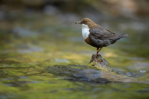 White-throated Dipper (Cinclus cinclus) with food in its beak, North, Rhine-Westphalia, Germany,
