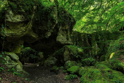 A serene view of the deep forest in Sierra de Urbasa, Navarra, Spain. The image shows lush green