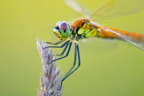 Marsh dragonfly (Sympetrum depressiusculum), Ahlhorn, Lower Saxony, Germany