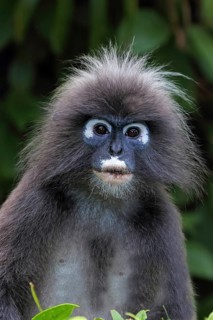 Dusky Leaf Monkey (Trachypithecus obscurus) male, Malaysia