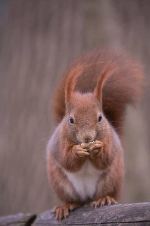 One Red squirrel or Eurasian red squirrel (Sciurus vulgaris) feeding on peanut. Trees in the