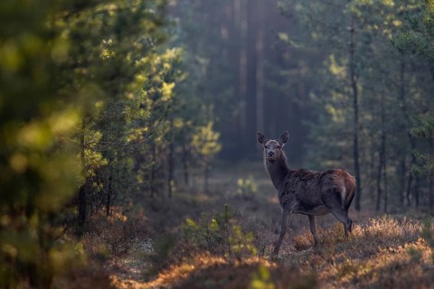 The red deer (Cervus elaphus) looks sceptically in my direction, frost, cold, hoarfrost, morning