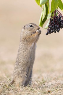 One European ground squirrel (Spermophilus citellus) or European souslik standing erected in dry