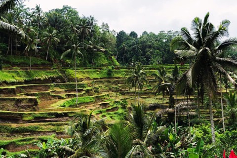 A lush, green terraced rice field surrounded by palm trees in a tropical setting. The landscape