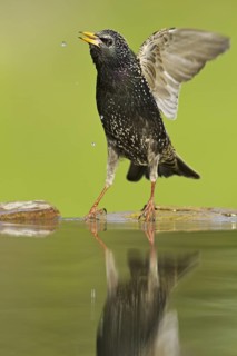 Common Starling (Sturnus vulgaris), Rhineland-Palatinate, Germany