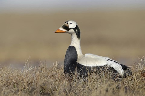 Spectacled Eider (Somateria fischeri) male, Alaska, USA