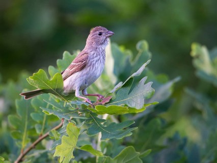 Common Rosefinch (Carpodacus erythrinus) female, Mecklenburg-Western Pomerania, Germany