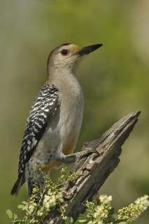 Golden-fronted Woodpecker (Melanerpes aurifrons), Texas, USA