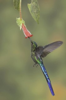 Violet-tailed Sylph (Aglaiocercus coelestis) male, Ecuador
