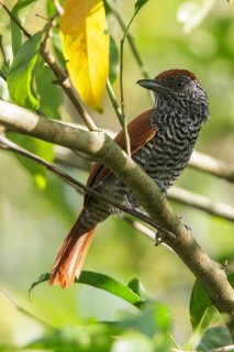 Chestnut-backed Antshrike (Thamnophilus palliatus) perched on a branch in the Atlantic rainforest