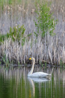 Whooper swan, common swan (Cygnus cygnus) swimming along reedbed in lake in spring, Sweden