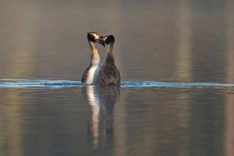 Great crested grebe (Podiceps cristatus) two adult birds performing their love courtship display