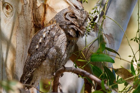 Eurasian Scops Owl (Otus scops), Greece