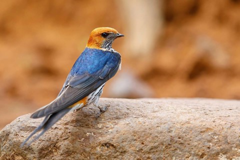 Maiden Swallow, (Cecropis abyssinica), (Hirundo abyssinica), family of swallows, biotope, habitat,