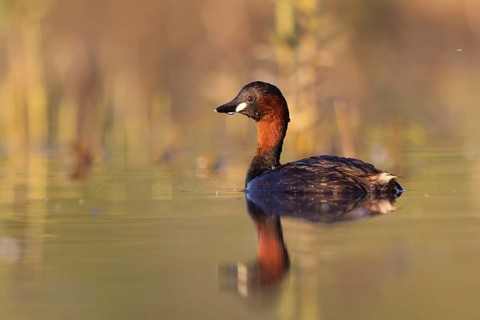 Little Grebe (Tachybaptus ruficollis), North Rhine-Westphalia, Germany