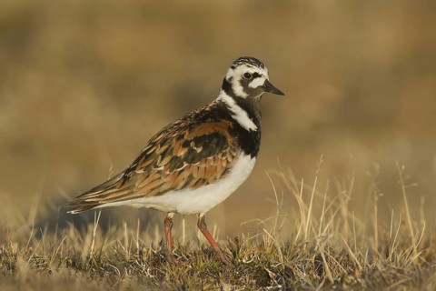 Ruddy Turnstone (Arenaria interpres) male, Alaska, USA