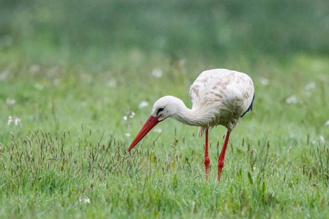 White Stork (Ciconia ciconia) foraging in the rain, North Rhine-Westphalia, Germany