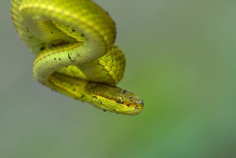 White-lipped pit viper (Trimeresurus albolabris), portrait, West Bengal, India