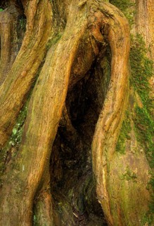 A small cave in an old tree. Cornwall, England, Great Britain