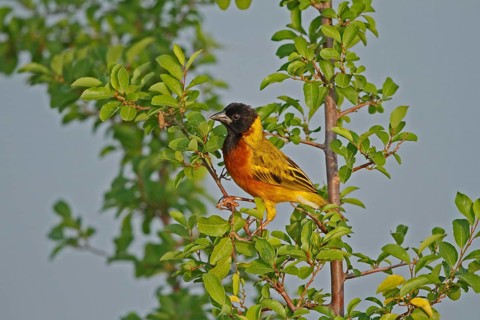 Black-headed Weaver (Ploceus melanocephalus) male, Queen Elizabeth National Park, Uganda