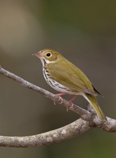 Ovenbird (Seiurus aurocapilla) male, Michigan, USA
