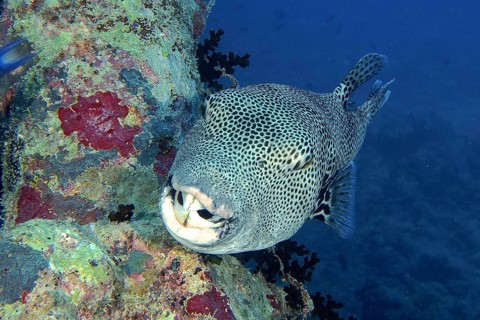 Giant pufferfish (Arothron stellatus)
