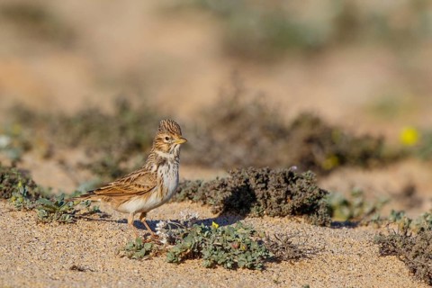 Lesser Short-toed Lark (Alaudala rufescens), Fuerteventura, Spain