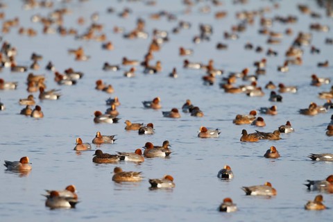 Eurasian Wigeon (Mareca penelope), Netherlands