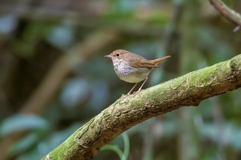 Rufous-tailed Robin (Larvivora sibilans) perched on a branch, Cuc Phuong, Vietnam
