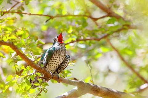 Golden cuckoo, Afrotropical species, family of golden cuckoos, cuckoo, (Chrysococcyx caprius), Wadi
