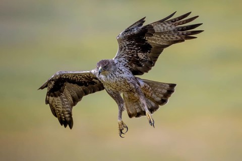 Bonelli's eagle (Aquila fasciata), in flight, Andalusia, Spain