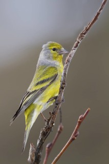 Citril Finch - Zitronengirlitz - Carduelis citrinella, Austria, adult
