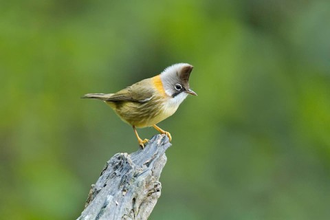 Whiskered Yuhina (Yuhina flavicollis), Yunnan, China