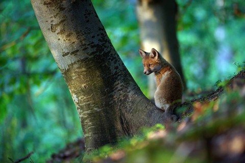 Young red fox in the forest explores its territory, biotope, habitat, puppy, fox, foxes, animal