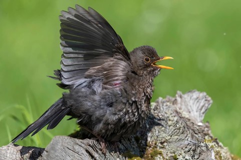 Common Blackbird (Turdus merula) female sunbathing, Mecklenburg-Western Pomerania, Germany